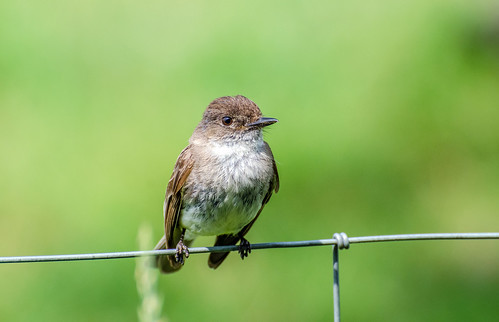 bird fence wire small phoebe perched eastern cardenalvar nikon70300mmf4556vr