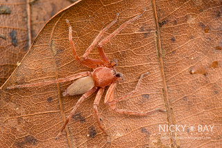 Huntsman Spider (Thelcticopis sp.) - DSC_7992