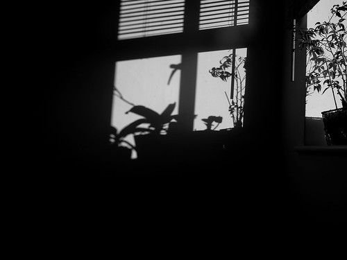 the plants and shadows, yet again | michael szpakowski | Flickr
