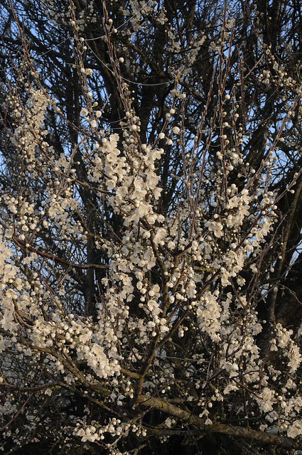 Blühender Baum, Kirschpflaume, Myrobalane (Prunus cerasifera) am Fünfmühlendeich; Meggerdorf, Stapelholm (19)