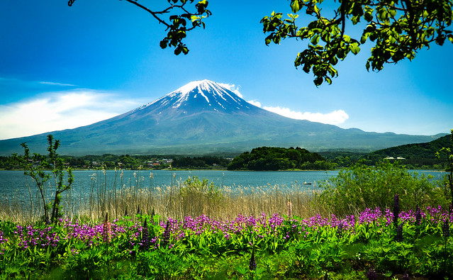 The view  of Mt Fuji from lake Kawaguchi.