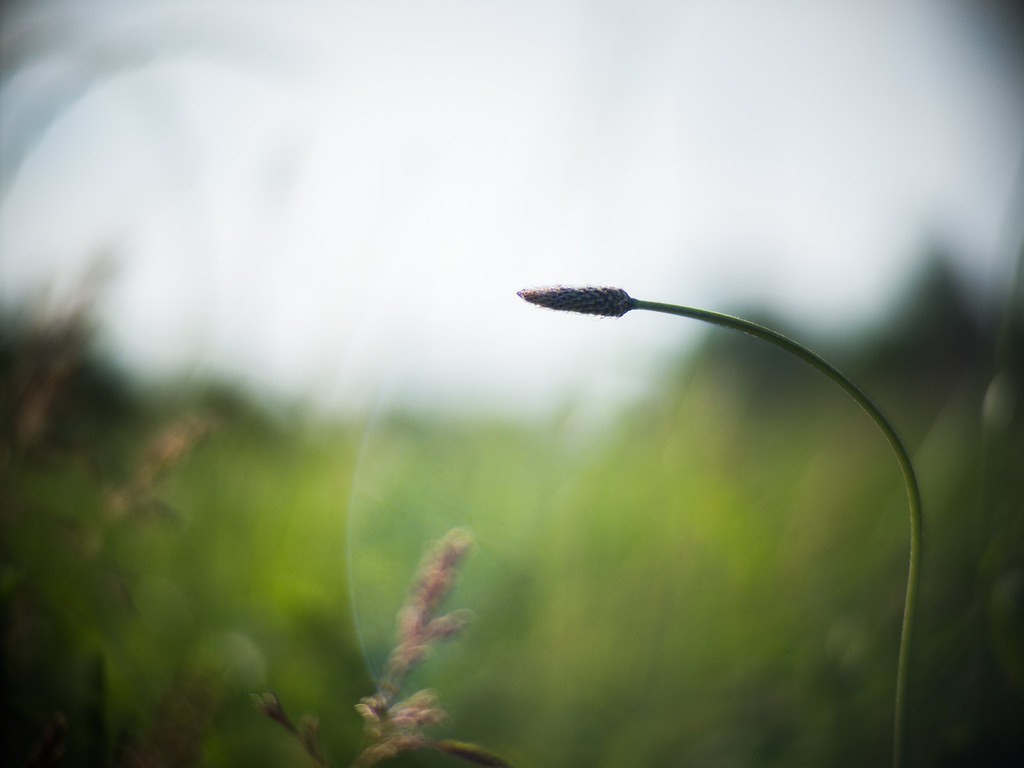 Close-up of a single plant on a blurry background