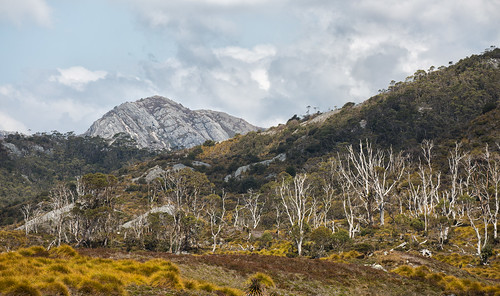 wild mountain forest tasmania wilderness cradlemountain