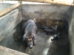 Native pigs in Vietnam