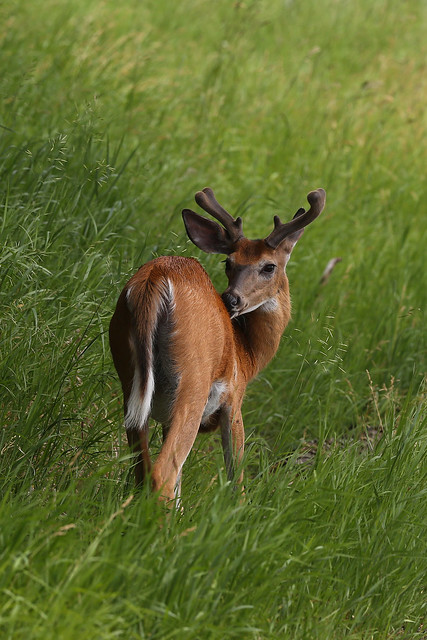 Cerf de Virginie / white-tailed deer