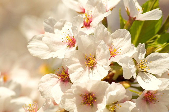 Cherry-Blossoms-1