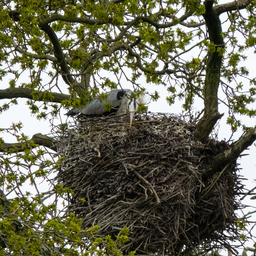 Heron on the nest