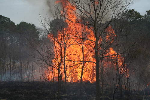 Photo of wildfire burning in wooded area