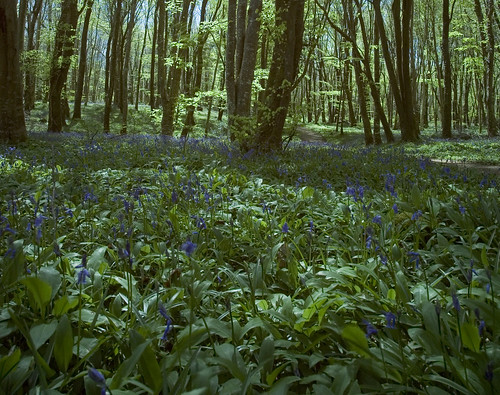 bluebells ir spring greens bluebellwoods kildare killinthomas hitechprostop6ir