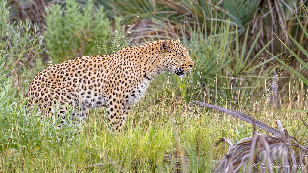 Leopard | Moremi Game Reserve, Okavango Delta, Xigera, Botsw… | Flickr