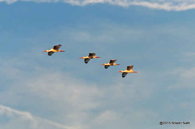 Ibis Flyby