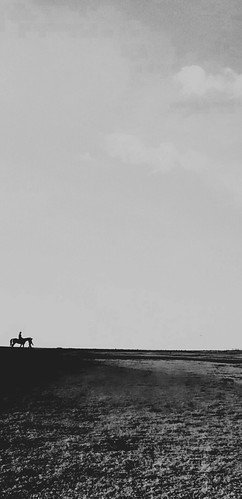 sky horse india white black animals silhouette horizon dry land