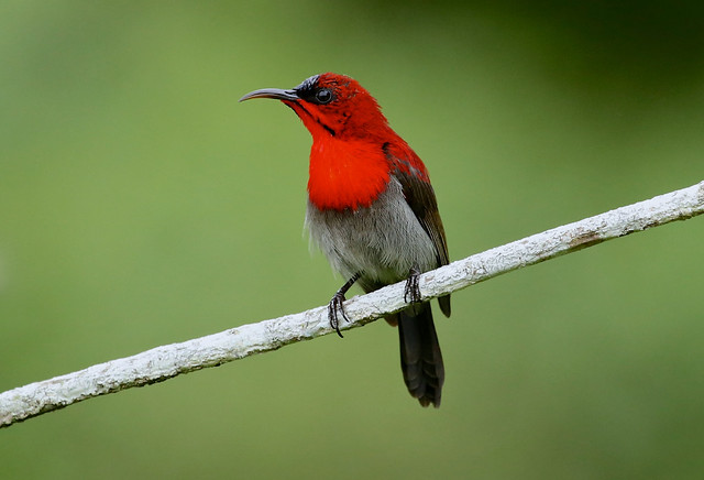 Crimson Sunbird -----Aethopyga siparaja