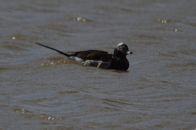 IMGP4438 Long-Tailed Duck, Minsmere, May2016