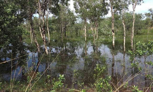 Temporary Wetland