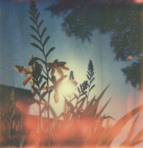 Mystery Flower PX70 Cool | by shutterbugcel