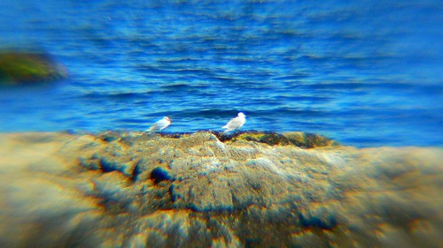 Seagulls at f=864mm - Panasonic Lumix DMC-FZ20 with Digital Concepts 2X Telephoto Attachment