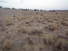 Owyhee Uplands Back Country Byway: Wyoming big sagebrush steppe