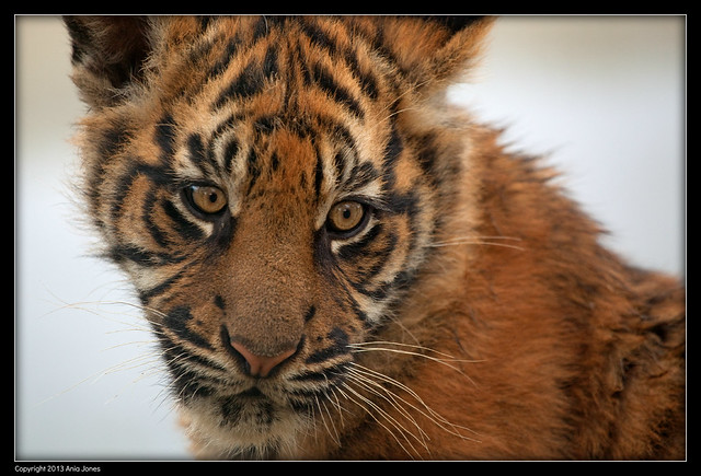 Tiger Cub Deep In Thought