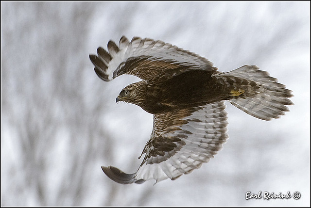 Rough-legged Hawk (20140105-0159)