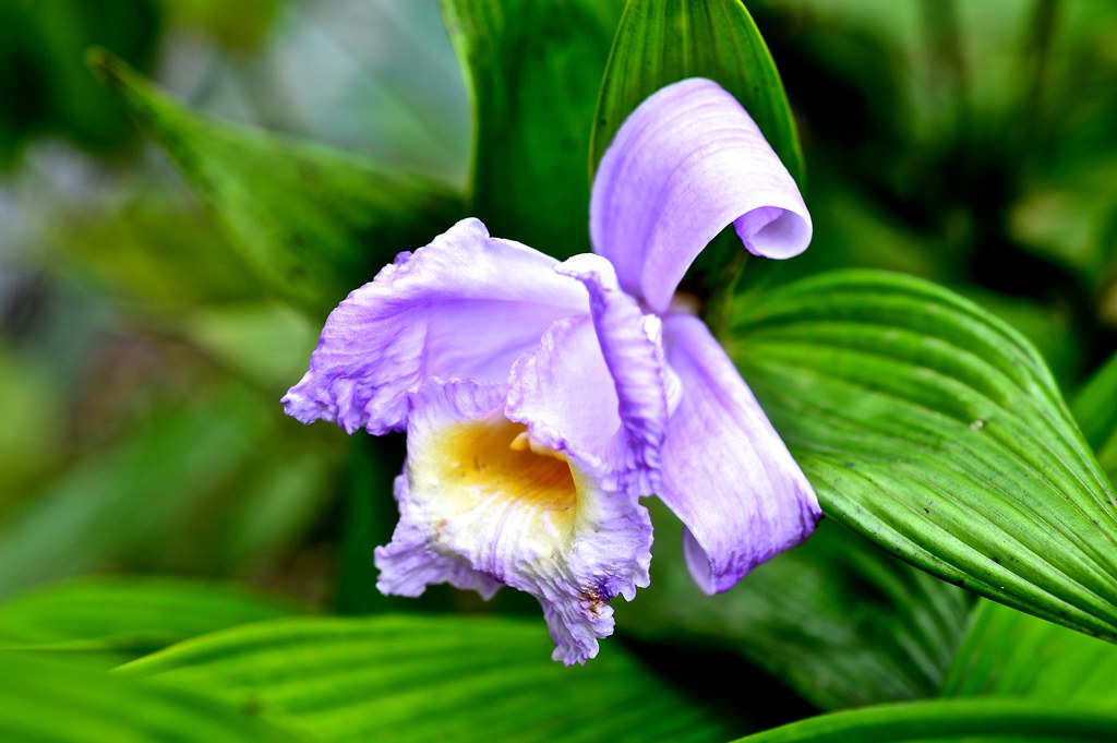 Orquídea Flor de un día/Beauty does not last long | Jardín B… | Flickr
