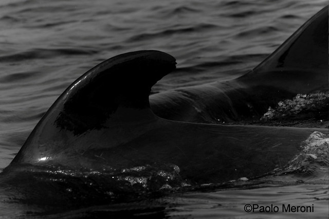 short-finned pilot whale (Globicephala macrorhynchus)          www.paolomeroni.com