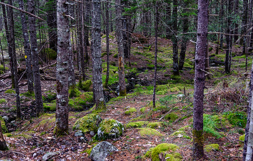trees moss stream hiking maine trail sullivan hancockcounty frenchmanbayconservancy longledgespreserve