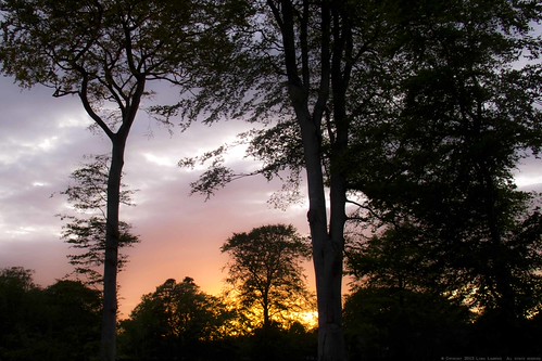 165 of 365 Sky by linlaw39, 165 of 365 Sky what a lovely colour the sky was tonight :-)pink sunset summer sky orange nature onea
