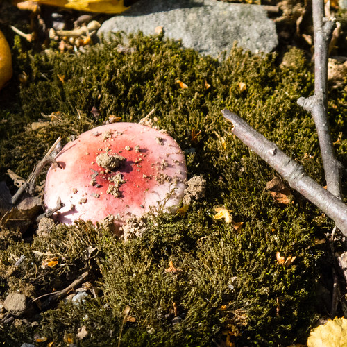 Russula by the ring road