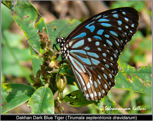 nymphalidae butterflyindia
