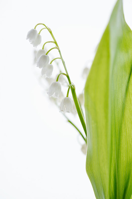 Convallaria majalis (Lily Of The Valley)