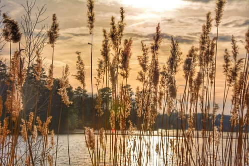 Not quite sunset on Waples Pond, Milton Delaware | by Michele Dorsey Walfred