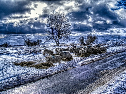 winter snow ice wales sheep farming bestviewedlarge welsh hay gwent blaenavon blaenafon hillfarming torfaen blorenge keeperspond