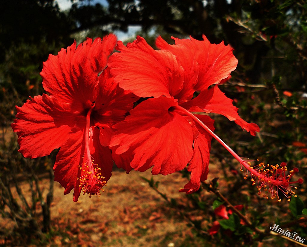 Hibisco - Flor de Jamaica - Cayena | Nombre científico: Hibi… | Flickr