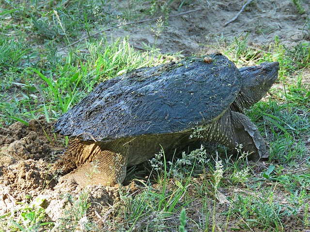 Snapping Turtle digging nest