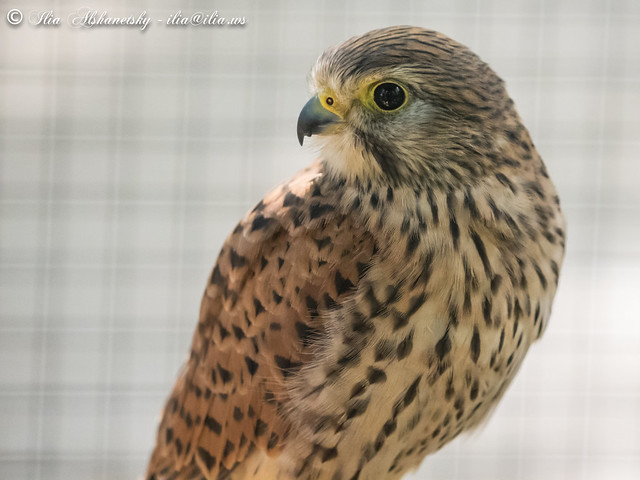 Hawk Profile