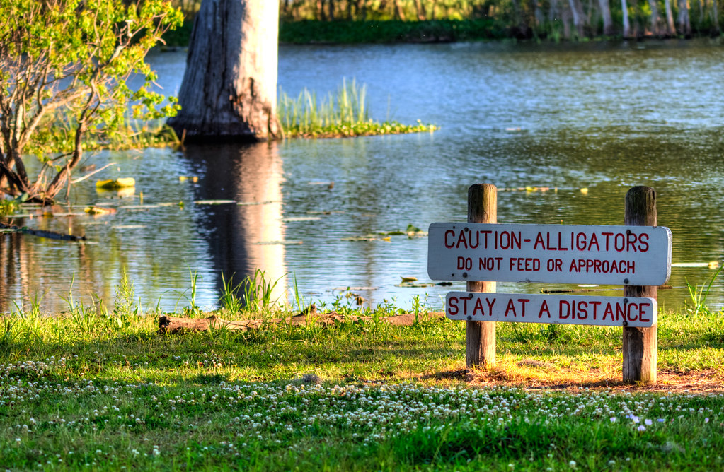 Caution - Alligators!