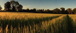 Fields of gold panorama
