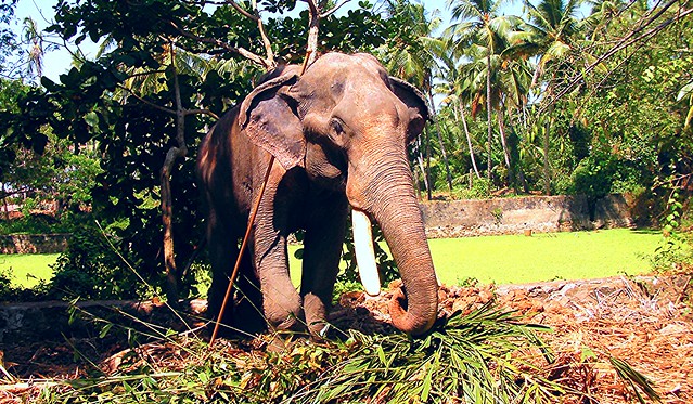 A Guruvayoor Temple Elephant feeds at its resting grounds called Punnathurkotta