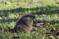 Woodchuck halfway out of hole in mowed lawn