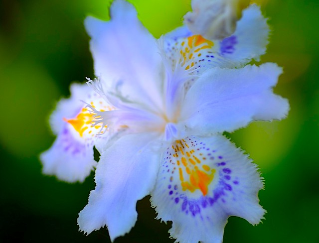 Iris japonica：蝴蝶花