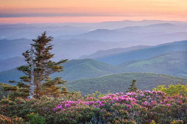 Grassy Ridge Sunrise, Roan Mountain North Carolina