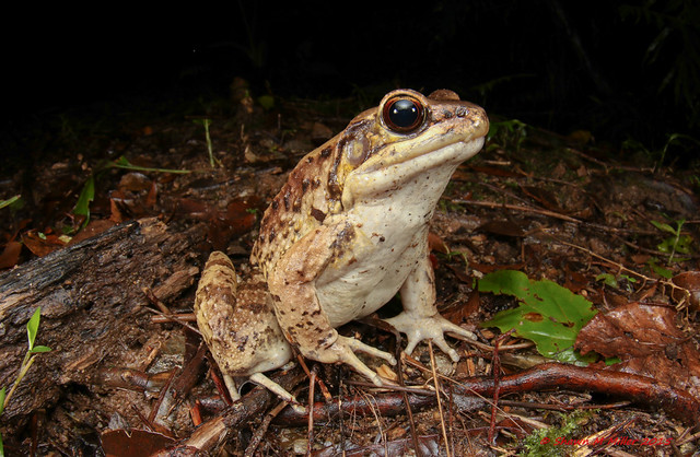 The king of the Yanbaru forest - Holts frog