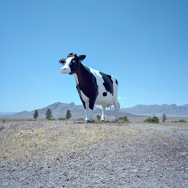 lonesome bovine. amargosa valley, nv. 2016.