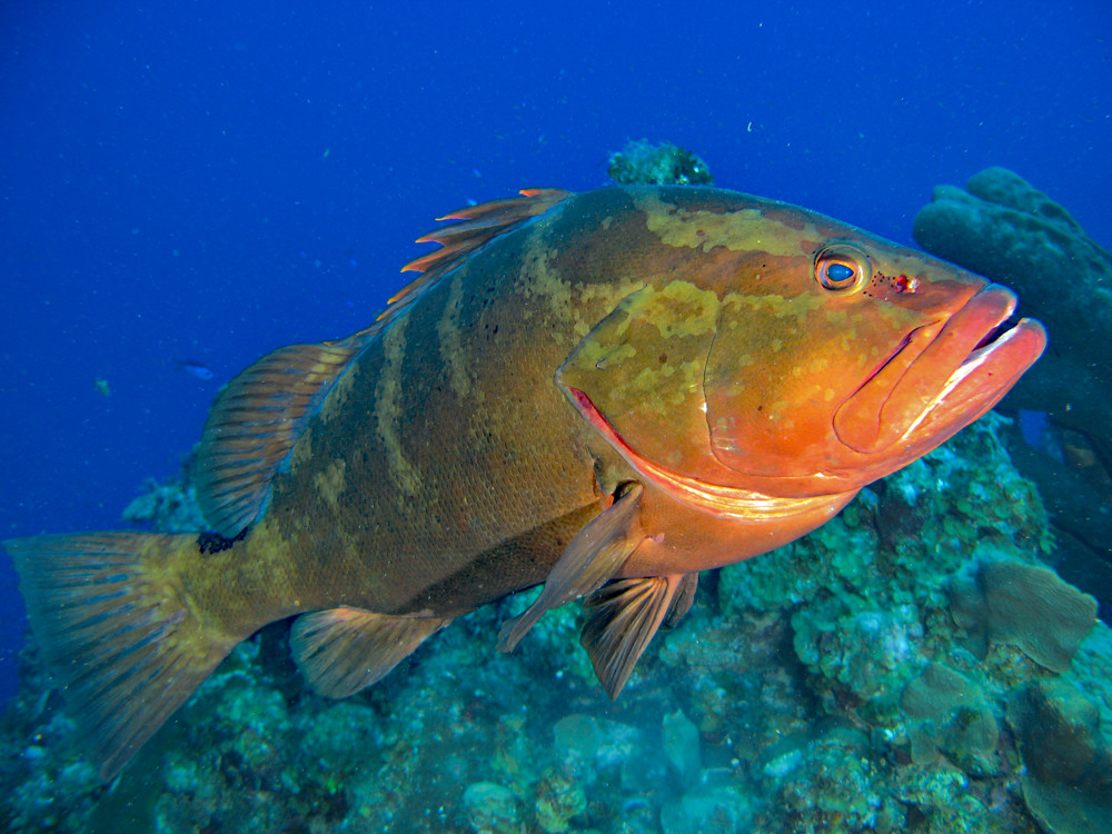 friendly grouper_3445 | this Nassau grouper wouldn't leave m… | Flickr