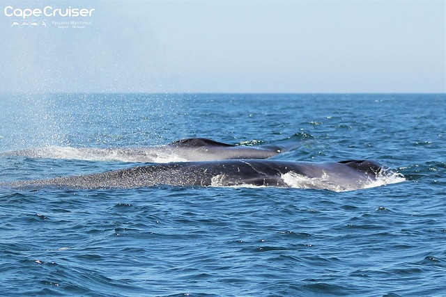 Baleia Comum / Fin Whale - Cape Cruiser - Sagres