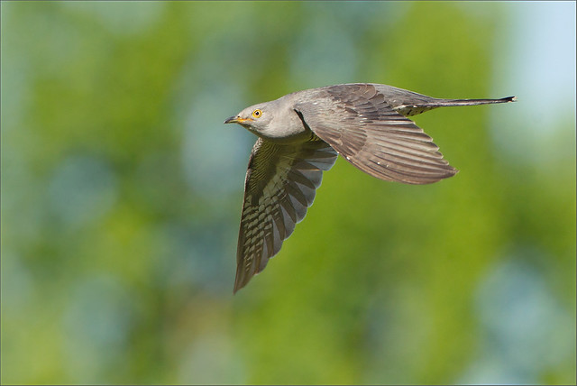 One flight over the Cuckoo's nest