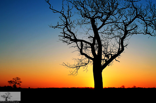 Ridge Trees by Robert felton Photography, sun nature sunrise bedford dawn horizon scenic bedfordshire naturereserve vista felton lumen wildlif