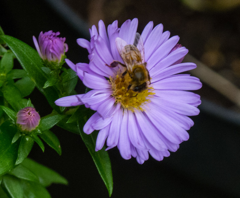 Bee on Michaelmas daisy