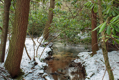 trees winter snow nature creek forest stream hiking pennsylvania rhododendron creativecommons coniferous riparian hemlocks understory clintoncounty tsugacanadensis easternhemlocks cherryrun stategameland295 stategamelands295 sgl295 cherryrungamelands